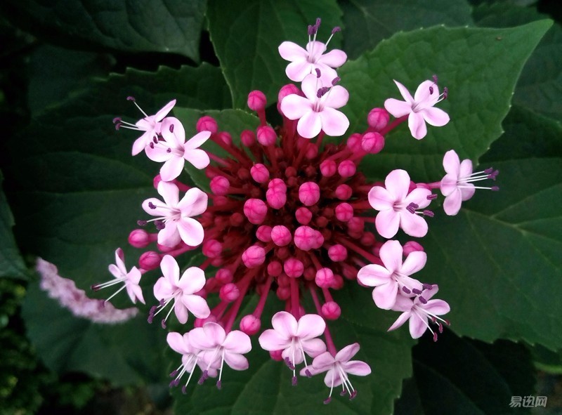 乐2什么时候发布的,乐2值多少钱