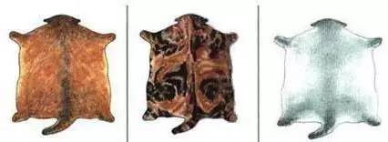 趣说猫历史|原来所有猫咪中性格最好的是你呀！