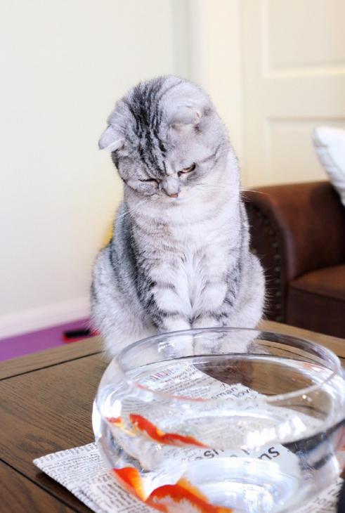 铲屎官回家看到这一幕,铲屎官回家的反应