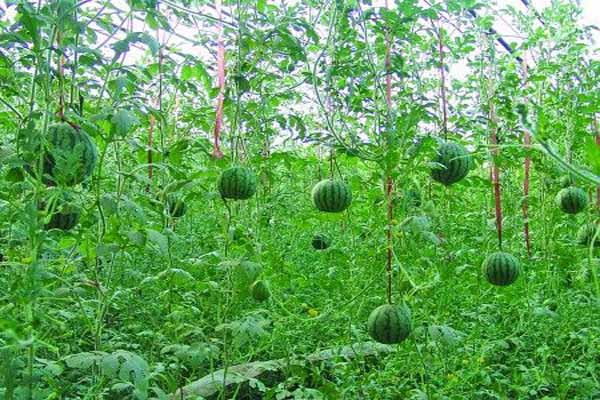 什么叫生态农业,生态农业其实离我们很远