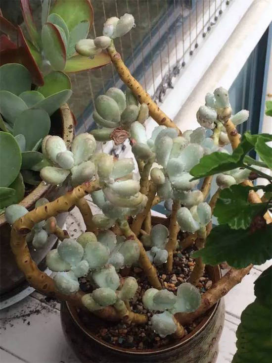 奶酪多肉新手夏天好养吗,奶酪多肉的养殖方法