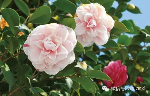 这就是传说中的安溪？是欺负我没出过门吗？