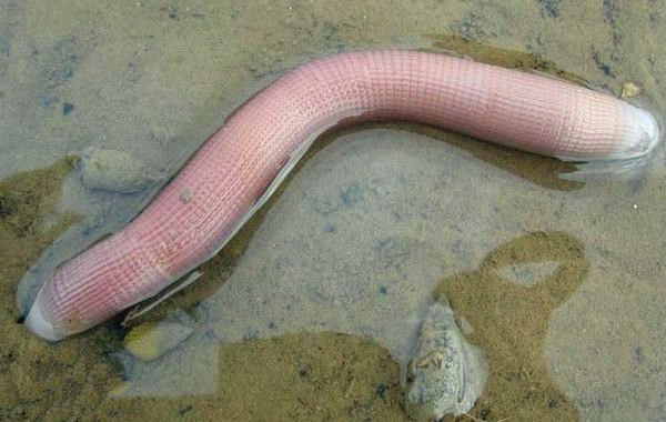 美食盛誉远超中药美名，听说过海蚕沙吗？可益气活血、滋阴通乳