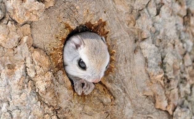 俄罗斯飞鼠大全,俄罗斯的小飞鼠