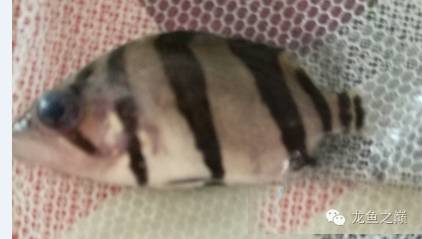 慢慢爱上养鱼,年纪到了爱上养鱼