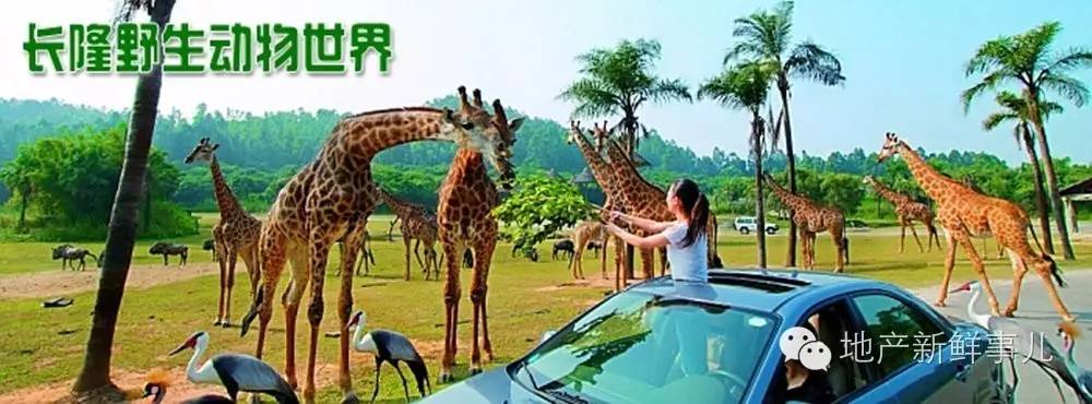 郑州长隆动物园,郑州野生动物园和长隆野生动物园