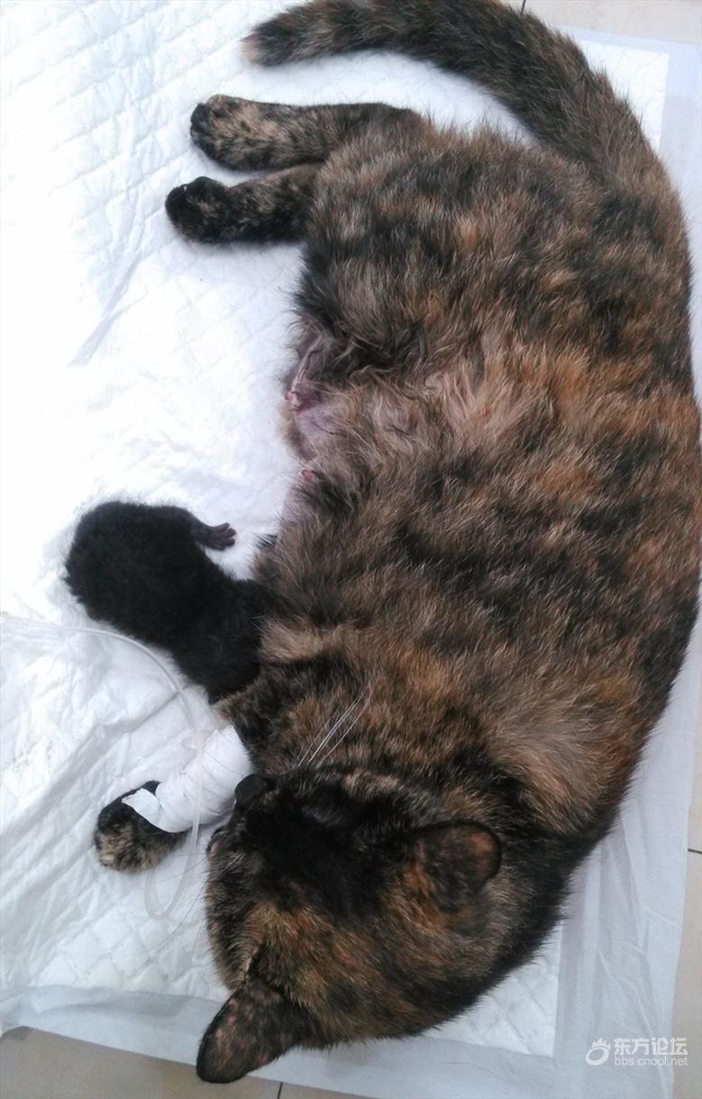母猫难产死了什么样,母猫难产死亡原因