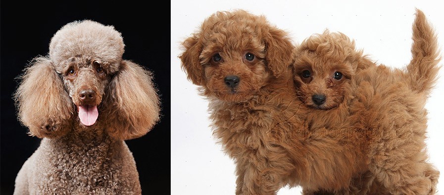 自然卷染完发变炸了,原来自然卷烫完头还会变回来吗