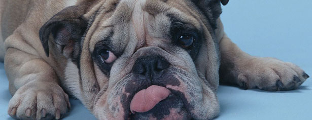 为什么狗对屎情有独钟,狗狗总是爱咬鞋子怎么办