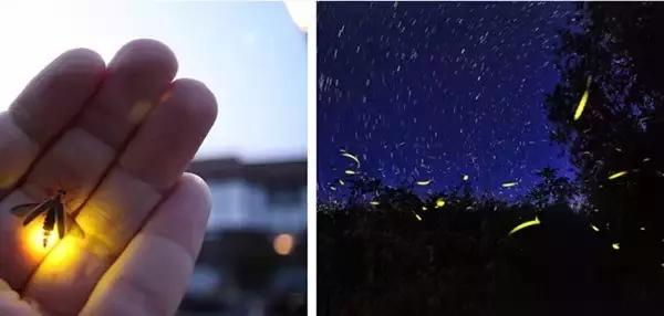 只需5K！去沙巴邂逅小丑鱼、萤火虫之舞和从不设防的微笑！