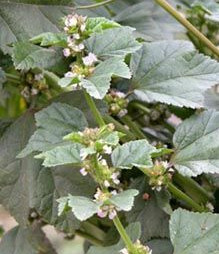 麦粒肿吃什么中药能消除,竹节菜治麦粒肿