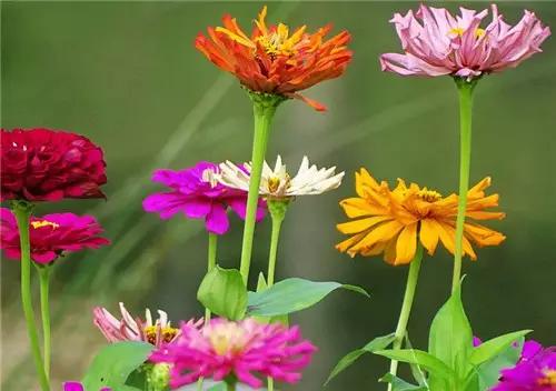 太空上的第一朵花，还是治口腔溃疡的良药