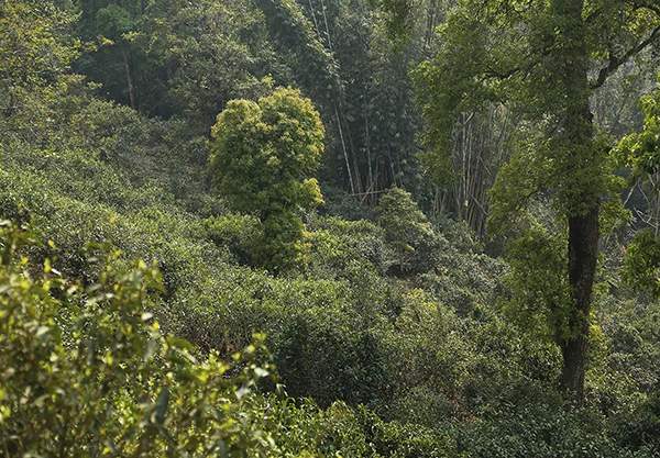 2019老同志老班章名山系列普洱茶,老同志普洱茶哪一款好