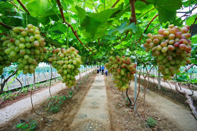 芳菲旅游景点大全,渭南3月份踏青一日游