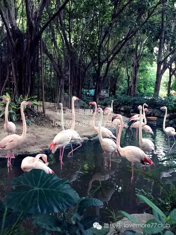 一日游广州长隆野生动物园攻略,广州长隆野生动物园自由行攻略
