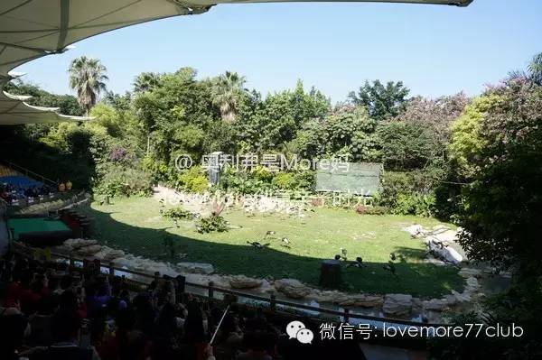 广州旅游攻略长隆野生动物园,广州长隆野生动物园自由行攻略