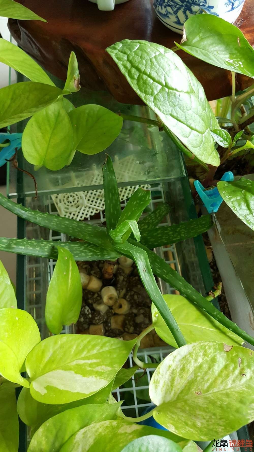 子母生态缸丨庭院深，深，深几许？