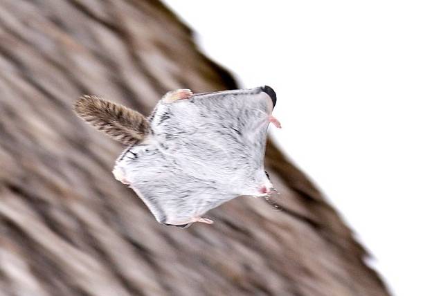 俄罗斯飞鼠大全,俄罗斯的小飞鼠