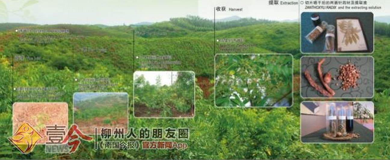 探秘地下核工厂,两面针生产线