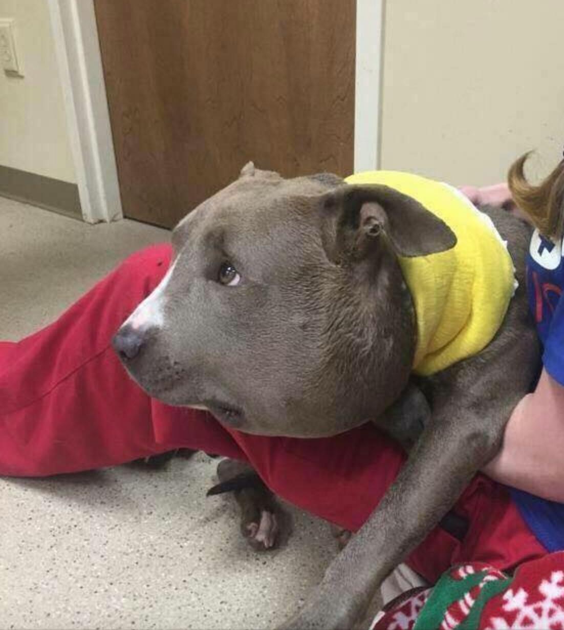 狗狗头被打肿了,狗狗鼻子被蜜蜂叮肿了视频