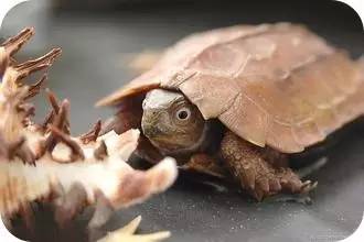 神宗富排三，甲鱼能治癌