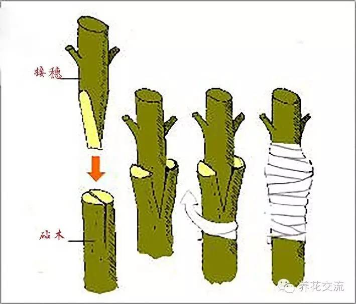 学会这两种嫁接方法，我变成了一个“高技”的花友！