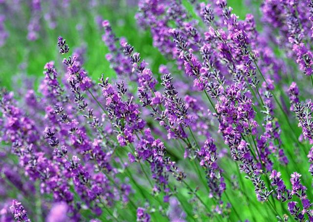 13种寓意最好的花,盆栽开紫色花的花卉有哪些