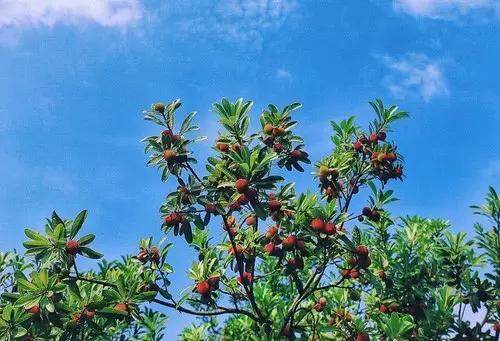 杨梅里面有虫可以长时间吃吗,担心杨梅生虫不敢吃怎么样浸泡