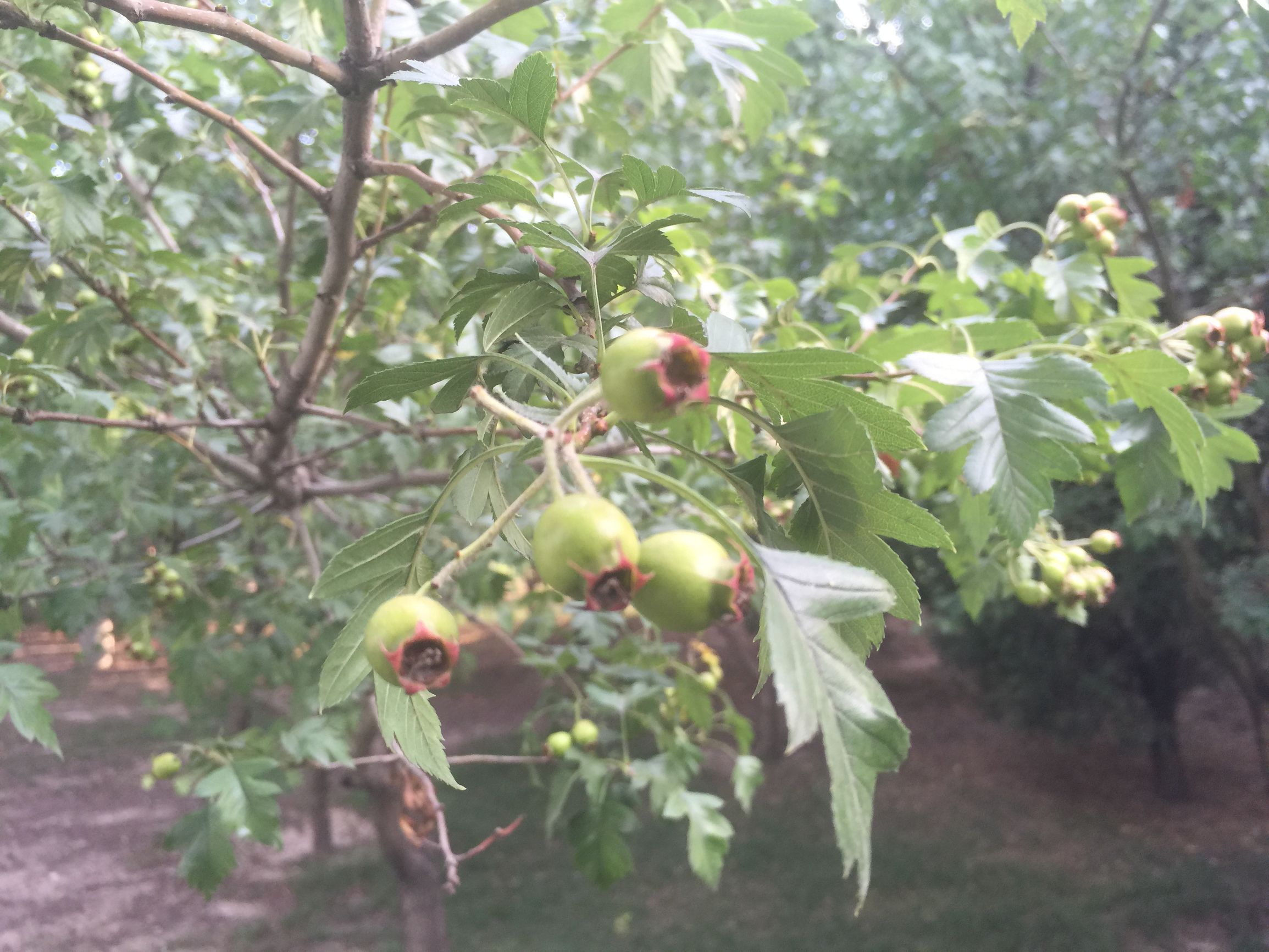 吃肉就拉肚子吃什么药,吃肉吃多了肚子难受喝什么管用