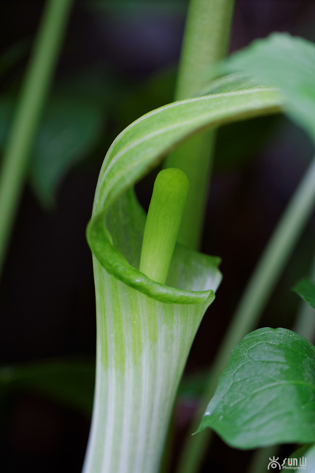 以毒攻毒中医可靠吗,以毒攻毒的药材