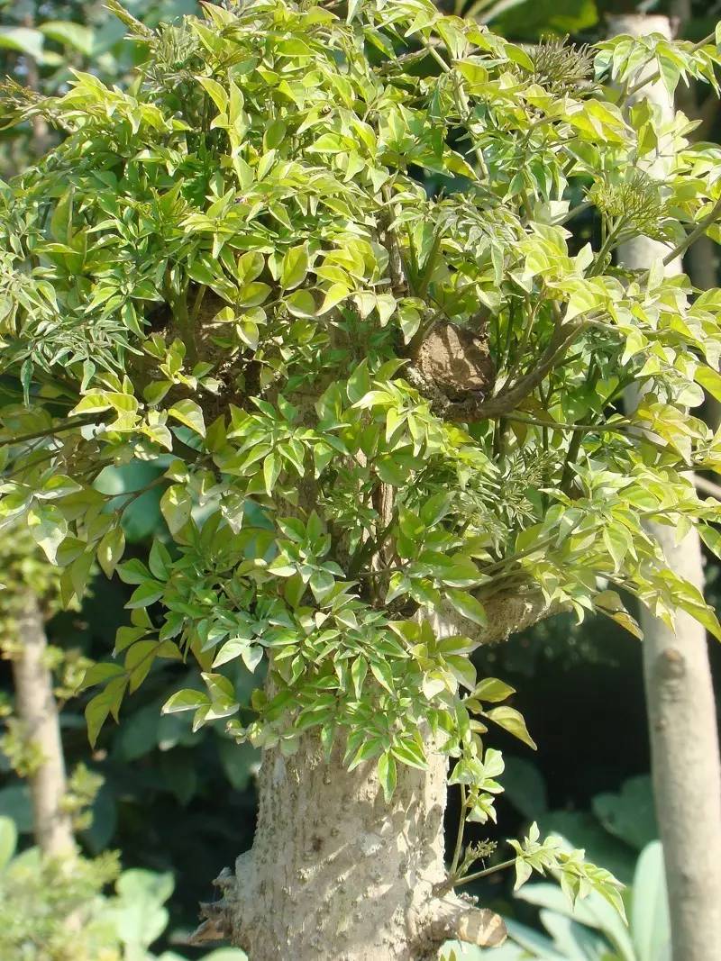 绿宝室内养殖叶子慢慢发黄,绿宝在北方的养殖方法