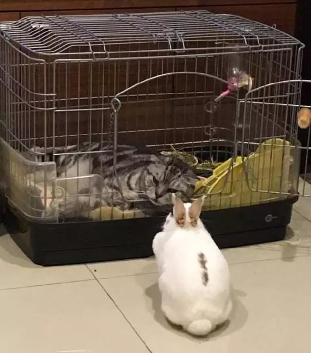 杨幂c罗,原来c罗才是最终赢家