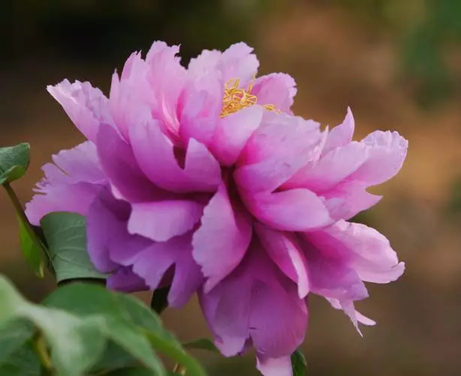 汉字的读音之美,汉字美的偏旁