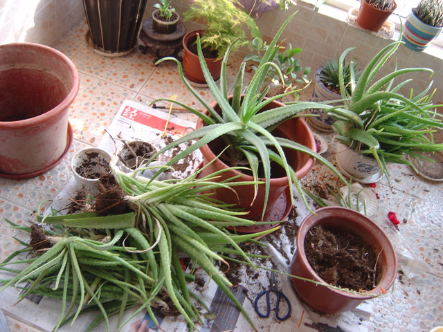 库拉索芦荟养殖方法,芦荟的养殖方法和注意事项