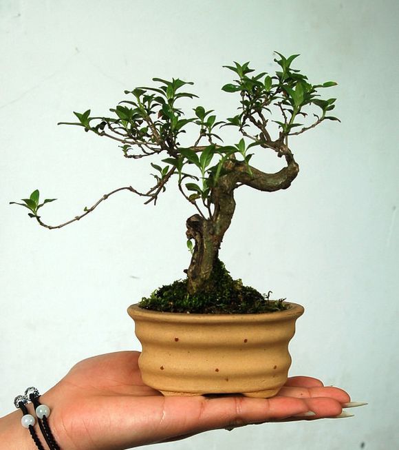 制作微型盆景的方法,新手第一次做微型盆景选什么品种