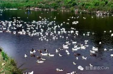 教你怎么喂养小鸭？喂养小鸭注意事项！