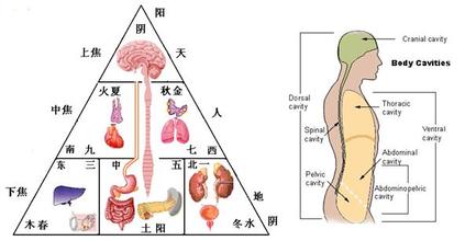 你的五脏六腑都在哪个位置,你知道脏腑的位置吗