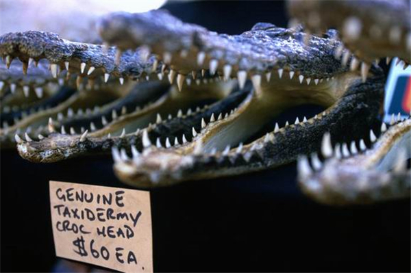 盘点鳄鱼的六大天敌都有哪个,盘点鳄鱼的十大天敌