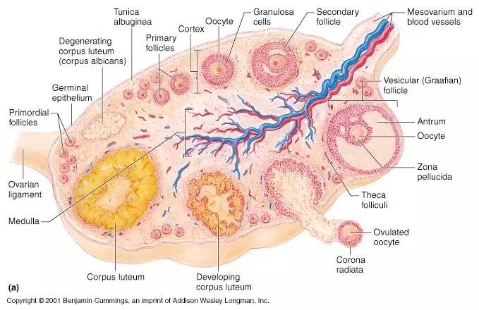 女生大姨妈痛经最管用的红糖,来大姨妈痛经拉肚子怎么回事