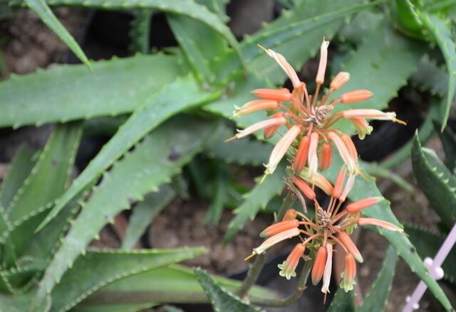 库拉索芦荟养殖方法,芦荟的养殖方法和注意事项