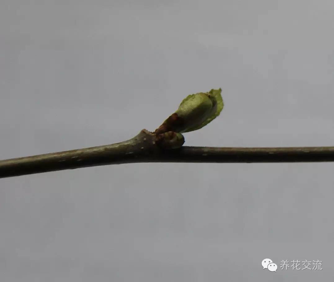 学会这两种嫁接方法，我变成了一个“高技”的花友！