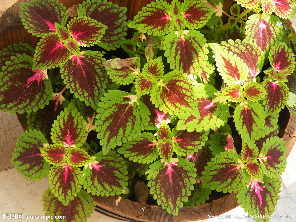 立秋后要当心阴暑,阴暑怎么调理最快