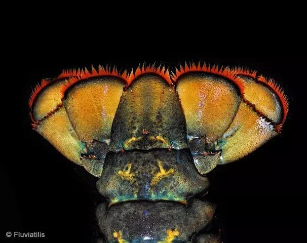 波士顿龙虾美食,波士顿龙虾高端食材