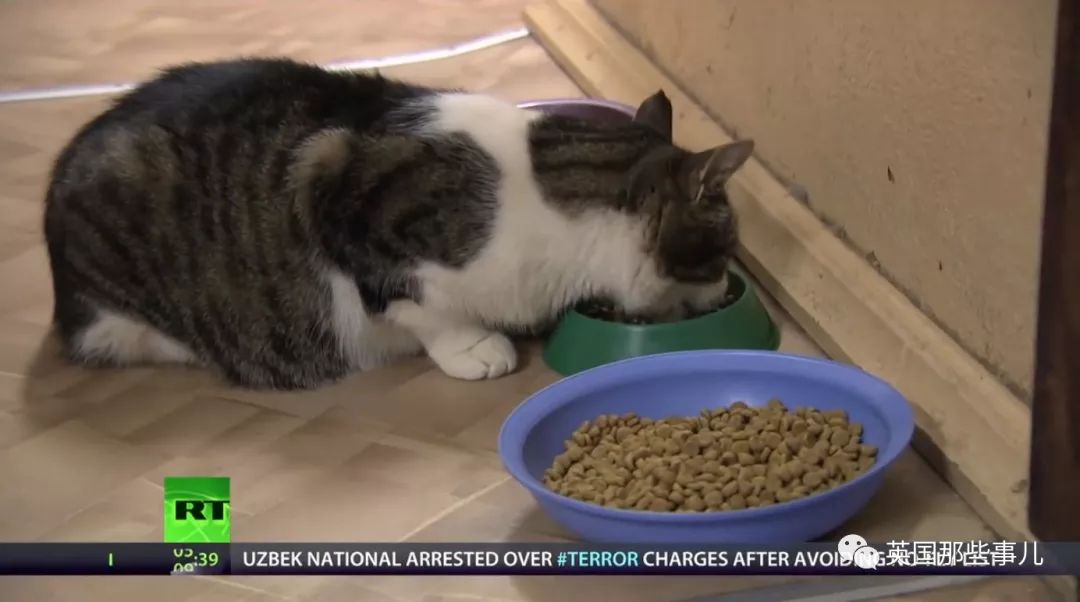 俄罗斯冬宫猫,俄罗斯冬宫里的猫