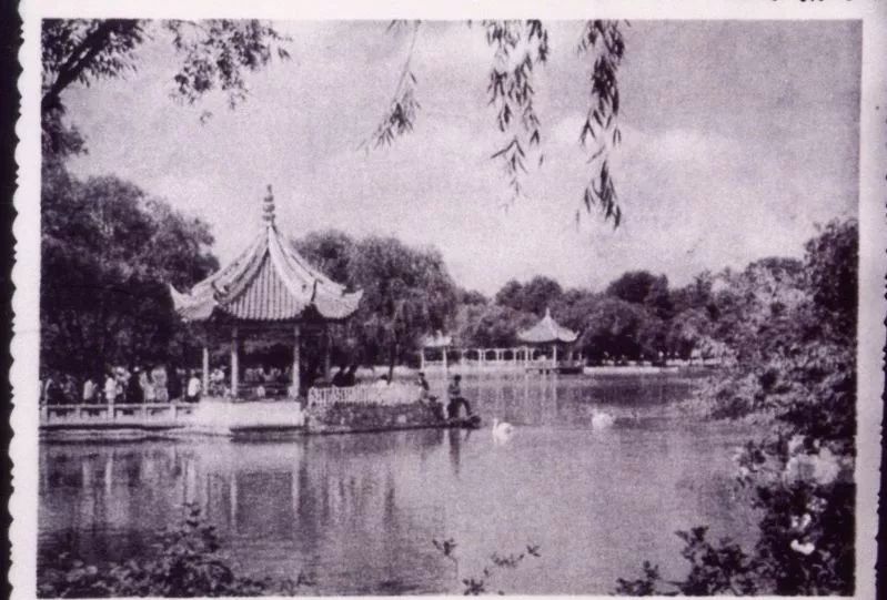 阿拉看环境｜还记得记忆中的西郊公园吗？