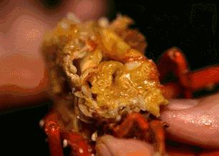 吃货200吨小龙虾,关庙镇小龙虾