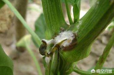 辣椒烂秧要重视，注意到这些问题，就能解决