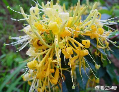 藤蔓金银花盆栽种植方法,四季藤蔓金银花盆栽种植方法