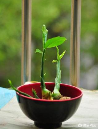 如何种生姜盆栽视频,生姜能不能做盆栽