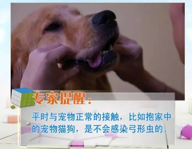 狗狗定期驱虫还会有弓形虫感染吗,养猫猫狗狗会得阴虱吗